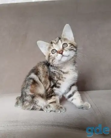 Курильский бобтейл, фотография 5