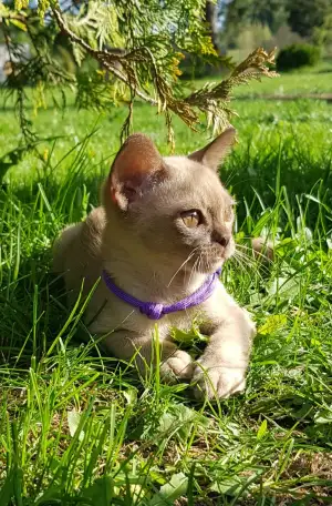 Котята Европейской бурмы, фотография 9