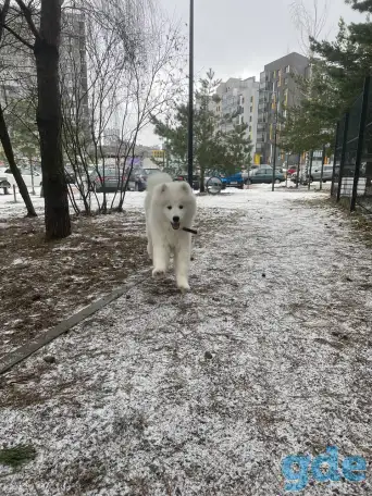 Малыш самоед, фотография 3