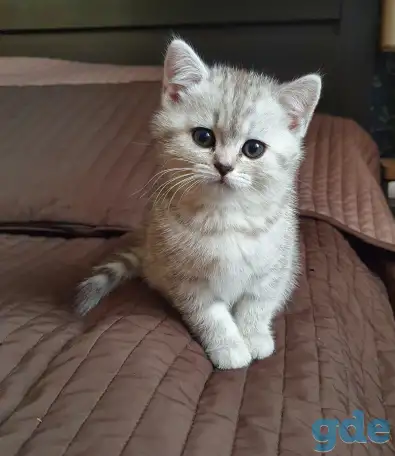 Котята, фотография 2