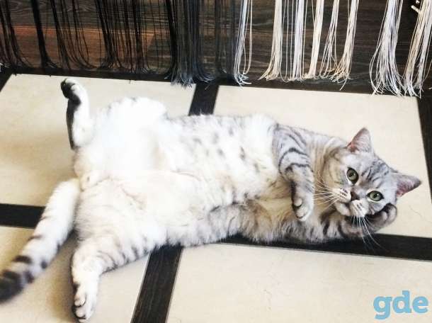 Отдадим кота в добрые руки, фотография 1