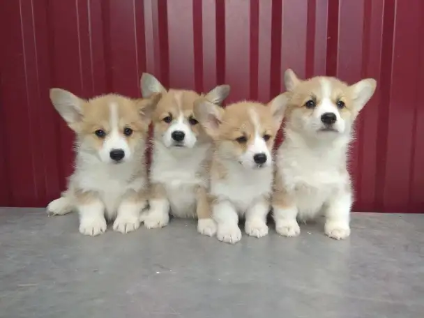 Щенки Корги Продажа, фотография 1