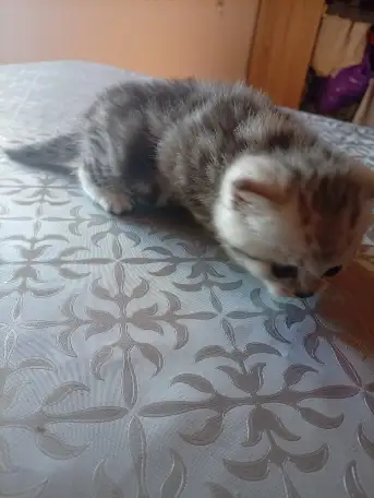 Котята, фотография 5
