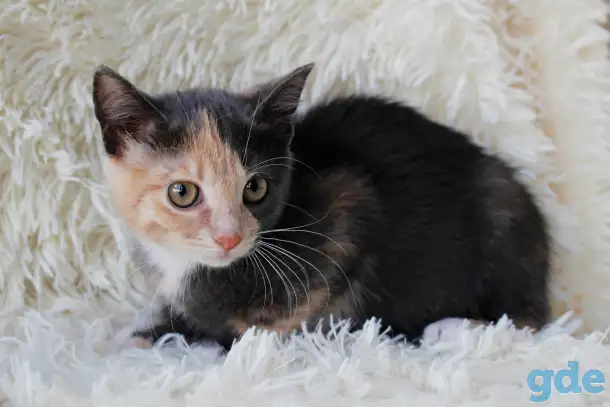 Котенок Бони, фотография 3