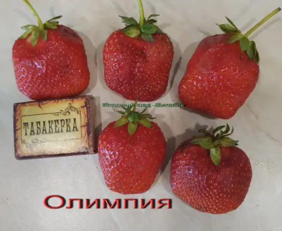САЖЕНЦЫ КЛУБНИКИ - 50 сортов - купить  в Бресте  с питомника, фотография 17