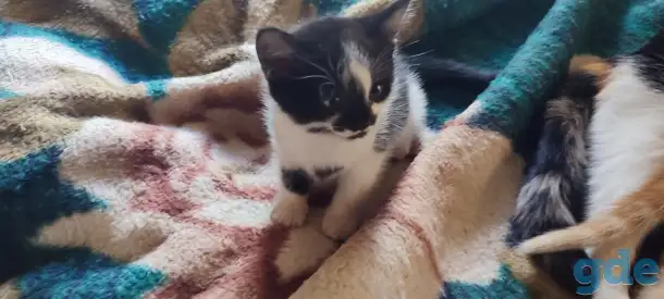 Отдам котят, фотография 1