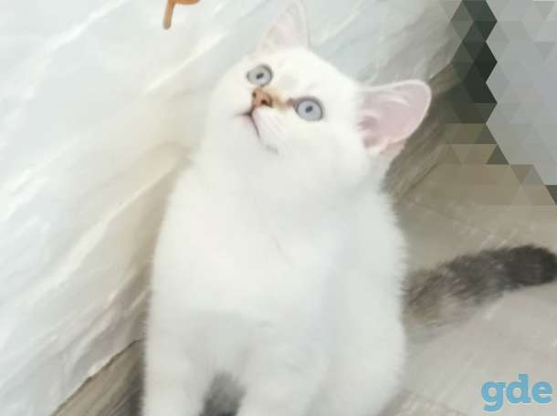 Котенок, фотография 4
