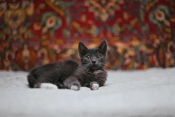 Нежный котенок Масик ищет дом!, фотография 9