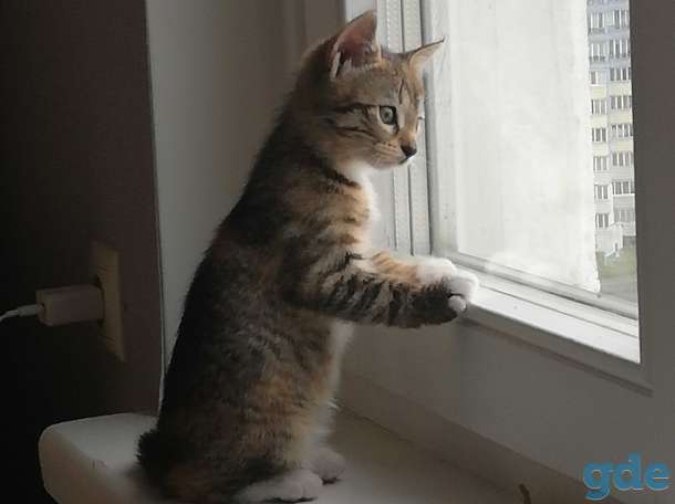 Отдам котят в хорошие руки, фотография 1