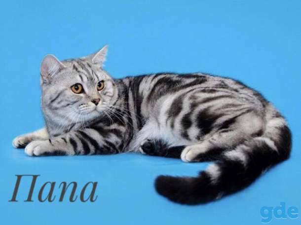 Шотландские котята, фотография 7