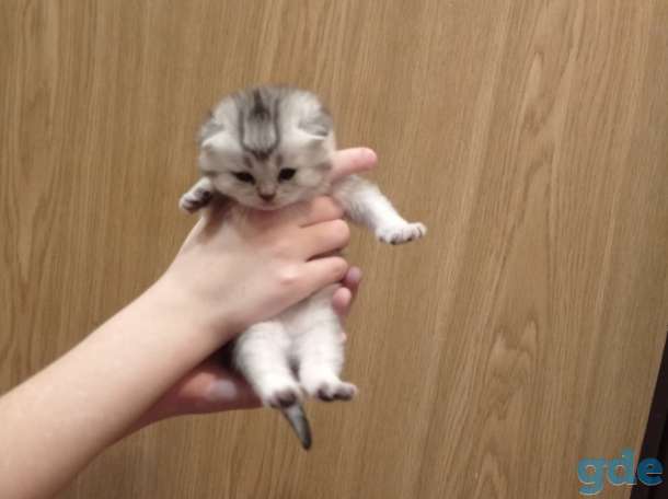 Шотландские котята, фотография 5