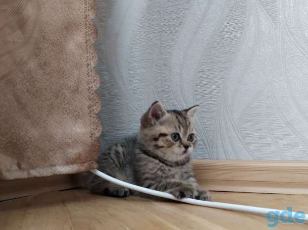 Шотладская прямоухая кошечка, фотография 3