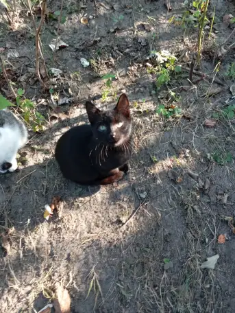 Котенок в дар, фотография 7
