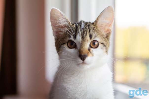 Котята ищут дом, фотография 1