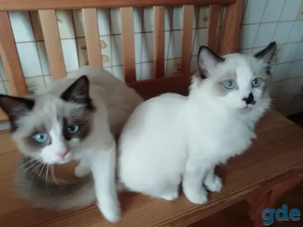 Котёнок Рэгдолл в любящую семью, фотография 8