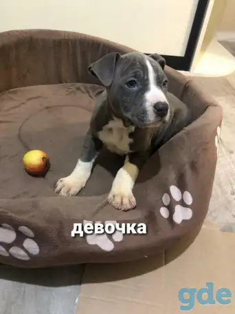 Щенки американского стаффордширского терьера, фотография 2