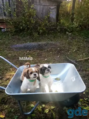 Продаются щенки ши тцу, фотография 7