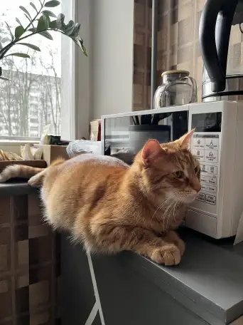 Котик в добрые руки, фотография 3