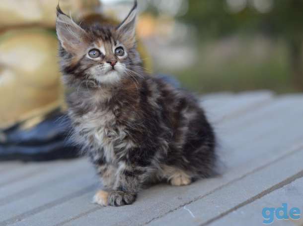 Мейн Кун котята, фотография 6