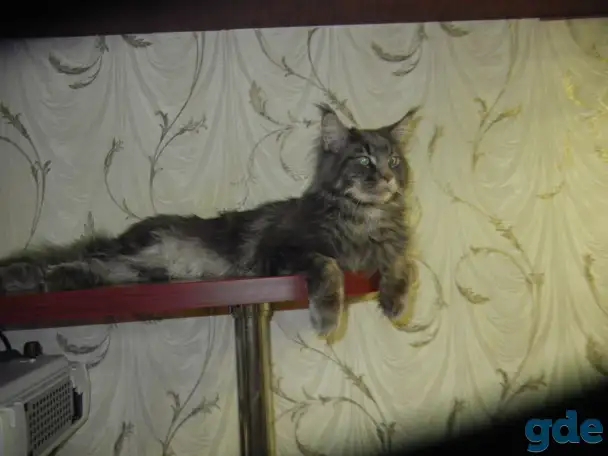 породистые котята мэйнкун, фотография 6