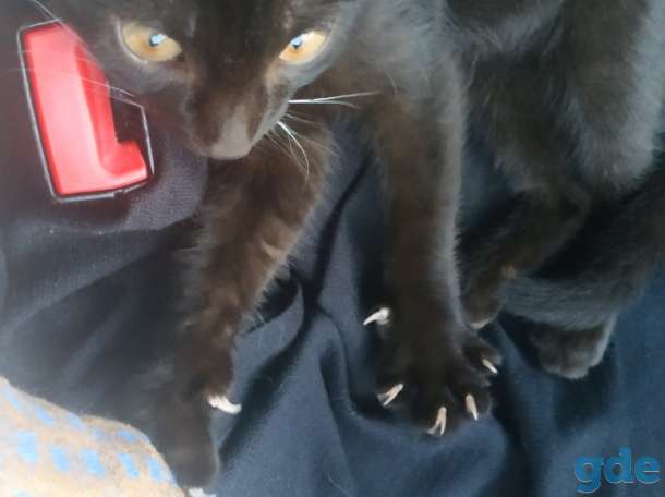 Горячие коты, фотография 5