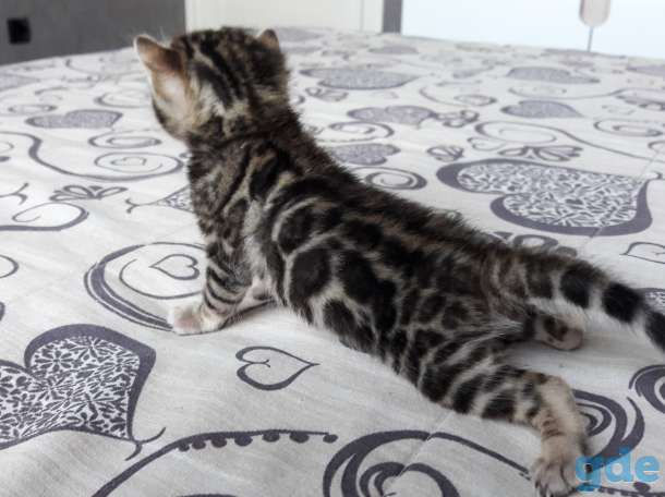 Бенгальские котята, фотография 2