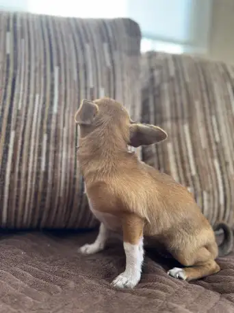 Чихуахуа МИНИ, фотография 10