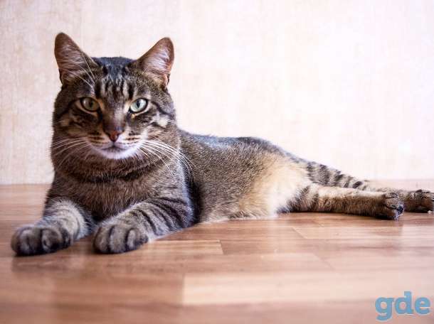 Кот Тигра, привит, кастрирован, фотография 1