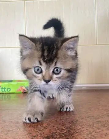 Шотландские котята, фотография 4
