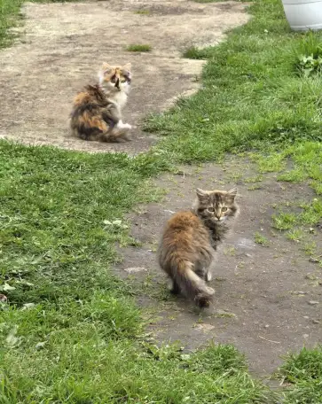 Отдам котят в добрые руки, фотография 2