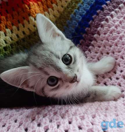 Котята в хорошие руки, фотография 1