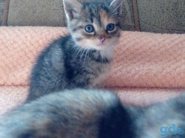 Котята, фотография 1