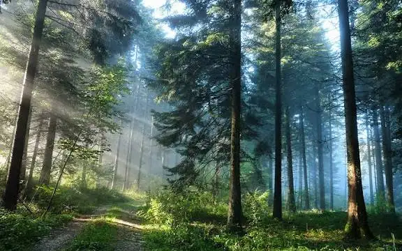 Вальщик леса, фотография 1