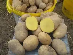 Картофель для посадки крупный!!!, фотография 1