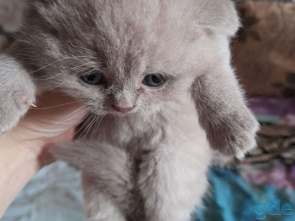 Продам котят, фотография 4