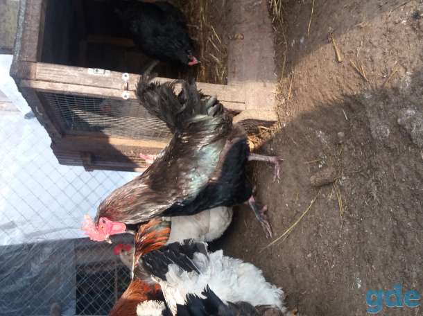 Продам ИЯ. Цыплята., фотография 8