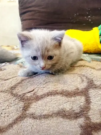 Шотландские котята, фотография 3