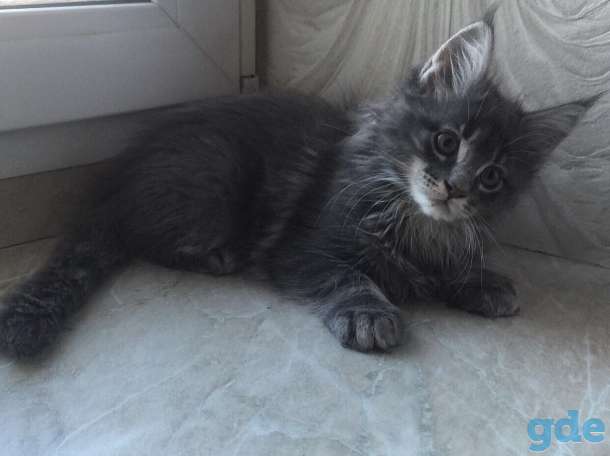 Породистые котята, фотография 1