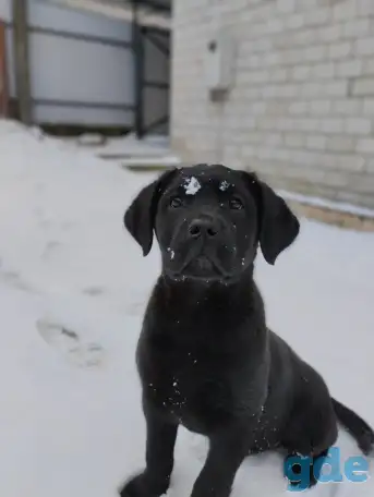 Щенки лабрадора из питомника MercuryPuppy, фотография 2