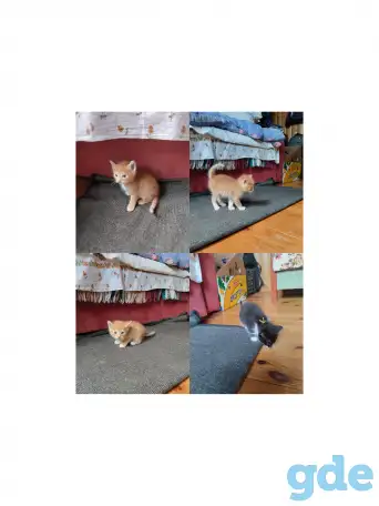 Отдам котят в хорошие руки, фотография 1