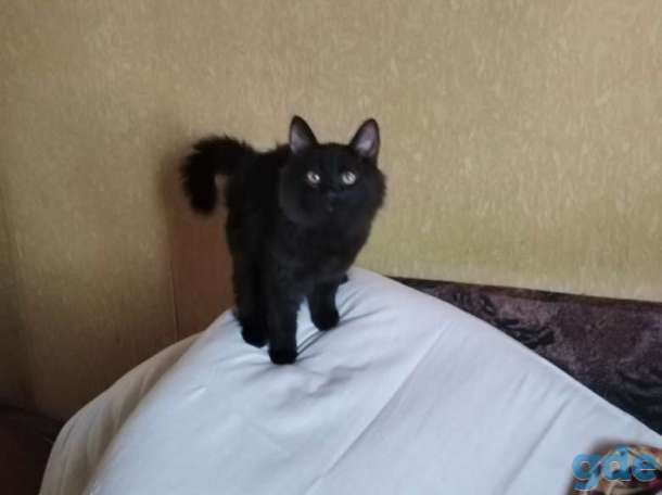 Дарю пушистых котят, фотография 1