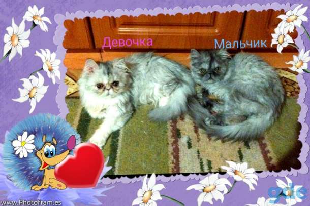 Персидские котята экстремалы чистокровные персы., фотография 2