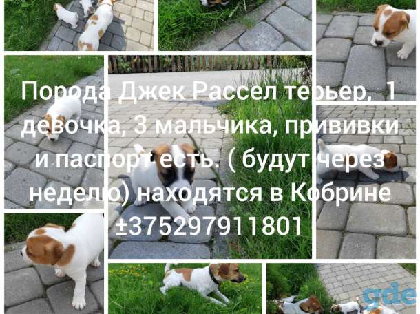 Щенки Джек Рассел терьер, фотография 1