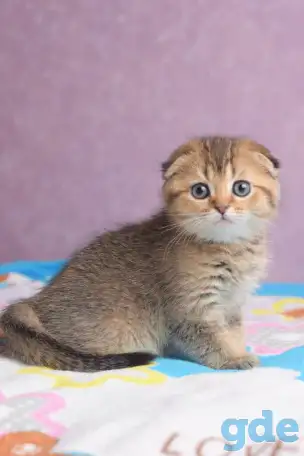 Котята шотландские ЗОЛОТАЯ ШИНШИЛЛА, фотография 2