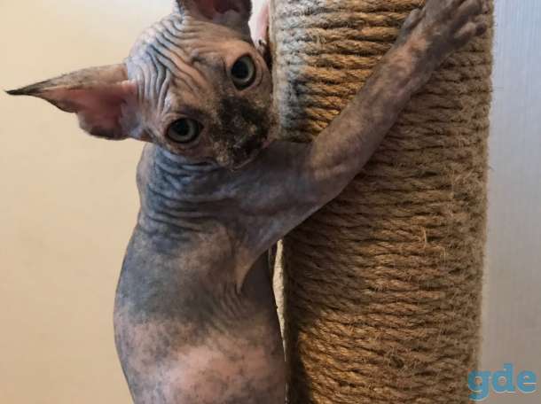 Котята канадского сфинкса, фотография 5