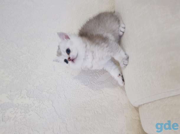 Шотландский котенок, фотография 4