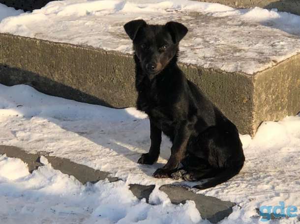 SOS.СРОЧНО. Ласковое Чудо. Щенок ОЧЕНЬ ИЩЕТ ДОМ., фотография 1