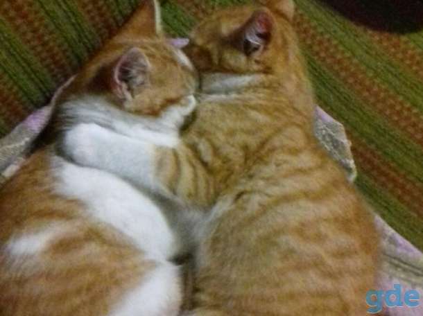 Котята в дар., фотография 3