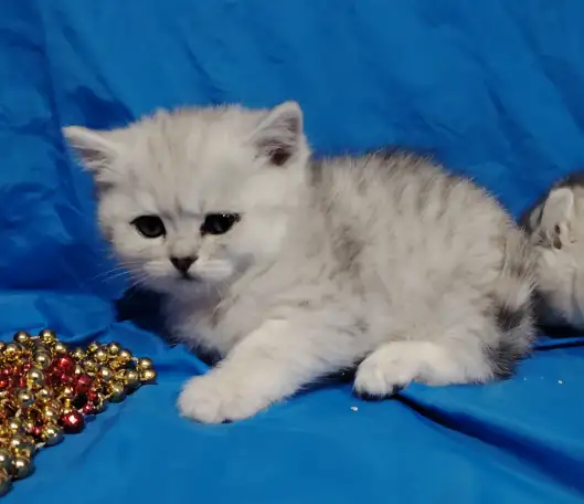 Шотландские котята., фотография 7