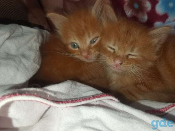 Котята в дар, фотография 2